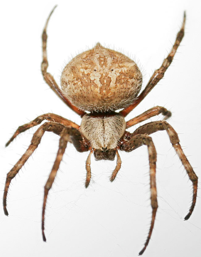 Orb Weaver Spider