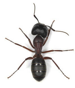 Carpenter Ant