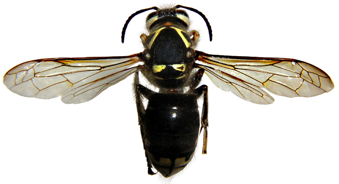 Bald faced hornet