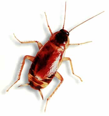 Brown-banded cockroach