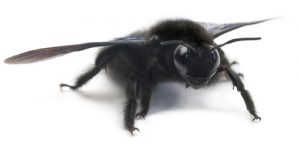 Carpenter bee