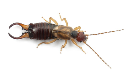 Earwig