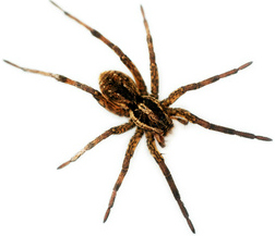 House Spider