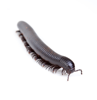 Millipede