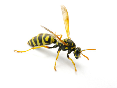 Paper Wasp, Umbrella Wasp