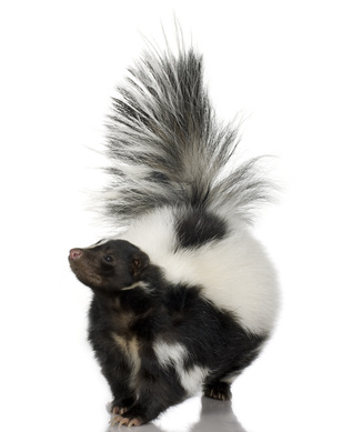 Striped Skunk