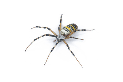 Garden Spider