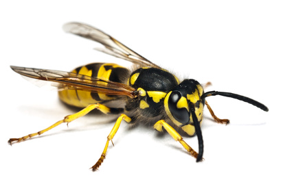 Yellowjacket wasp