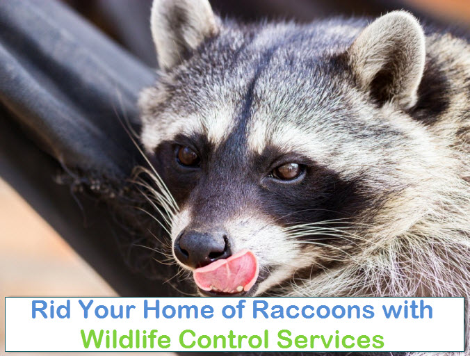 Wildlife Control Services