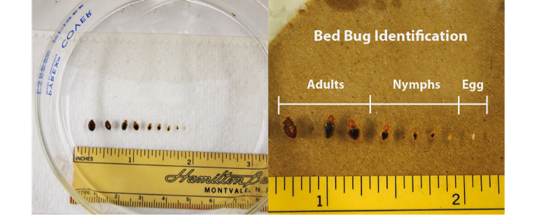 Bed Bug Treatment Burlington