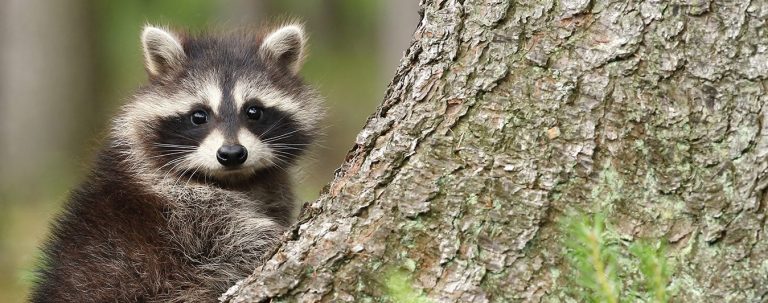 Wildlife Pest Control