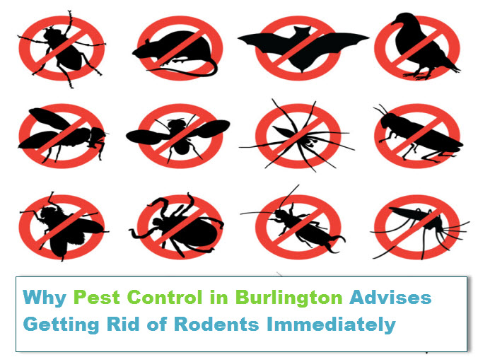 pest control in burlington