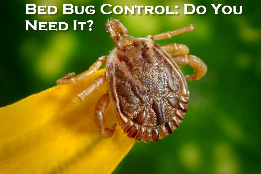 Bed Bug Control Do You Need