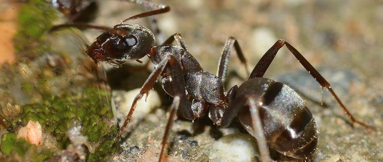 Ant Contro