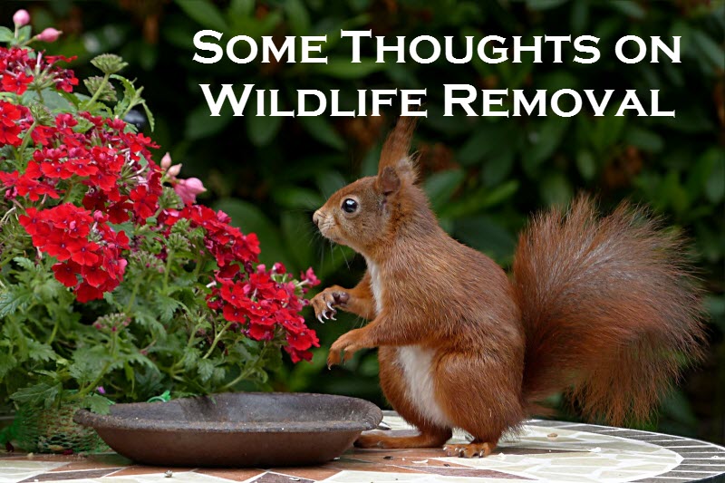 How should you attempt wildlife removal?
