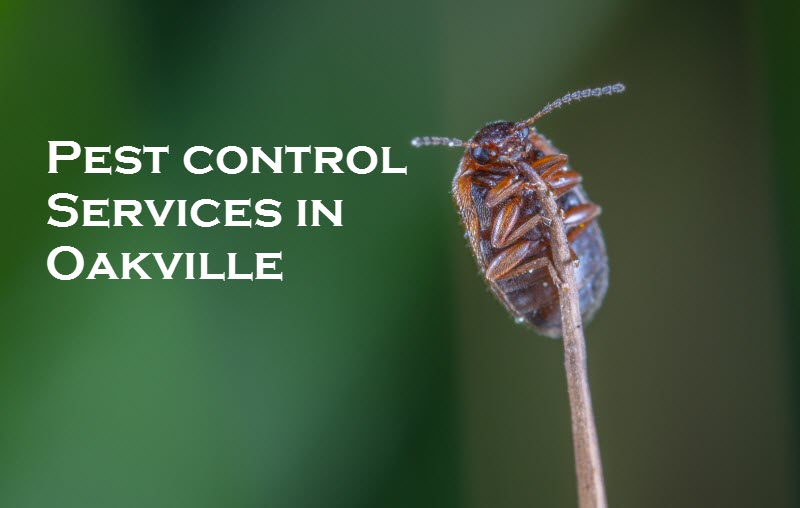 Pest control Services in Oakville