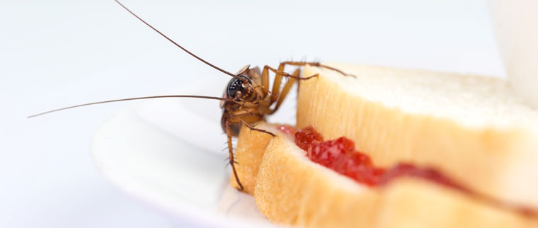 Insect Control Hamilton