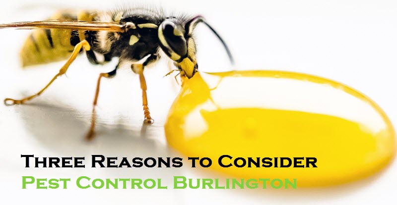 Pest Control Burlington