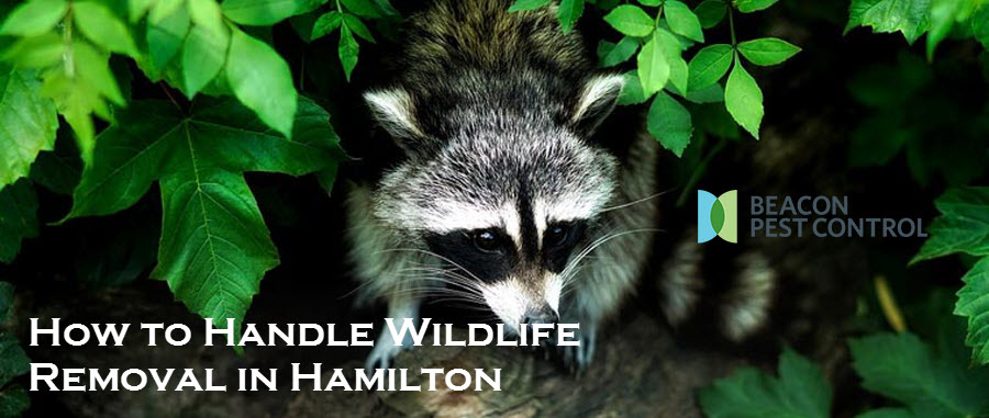 How to Handle Wildlife Removal in Hamilton
