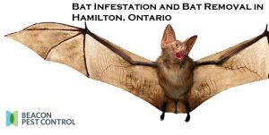 Bat Infestation and Bat Removal in Hamilton, Ontario