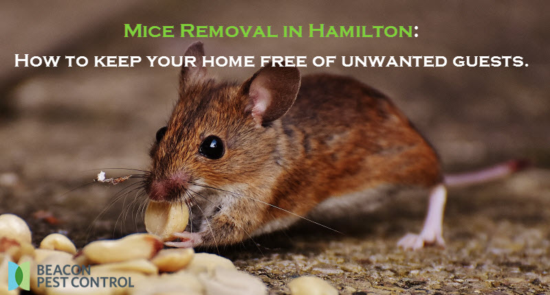 Mice Removal in Hamilton