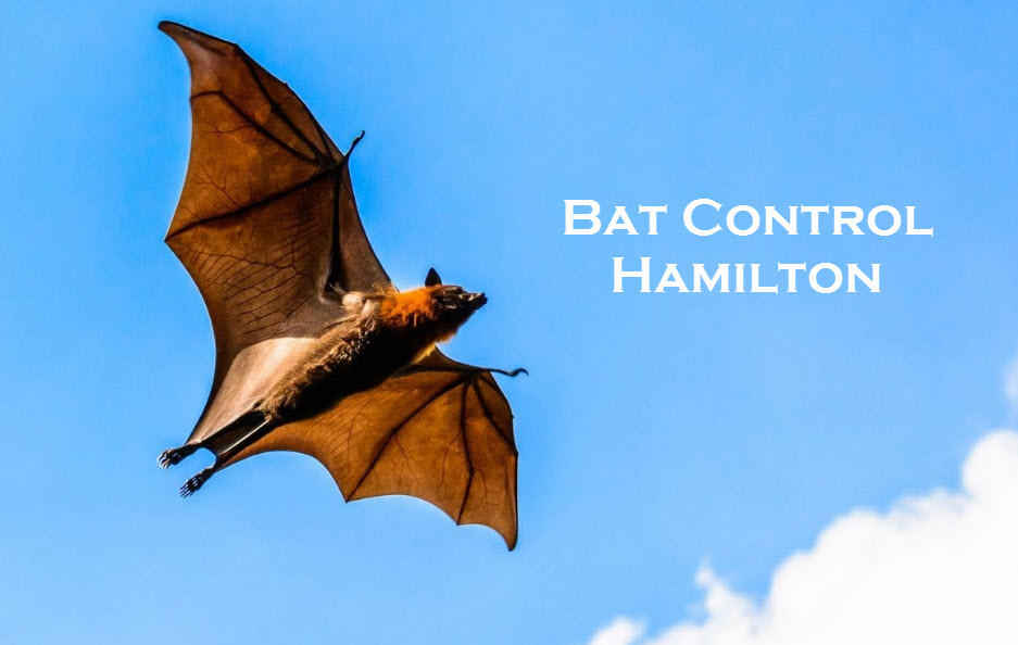 bat control hamilton