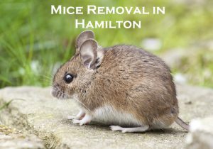 mice removal