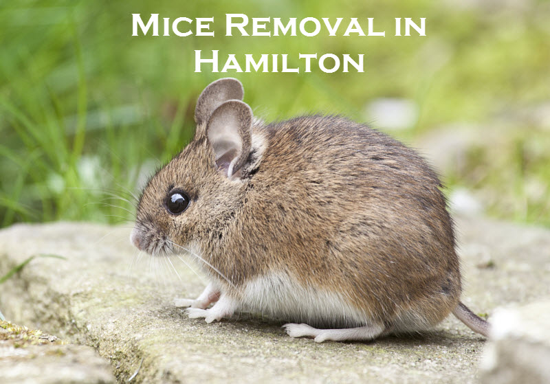 mice removal