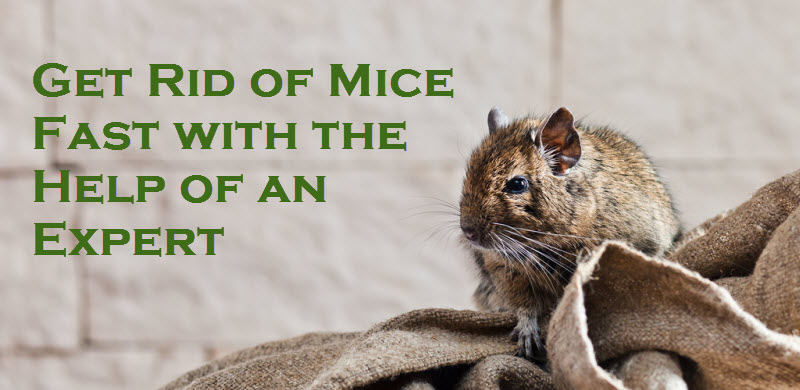 How to Get Rid of Mice, According to Experts