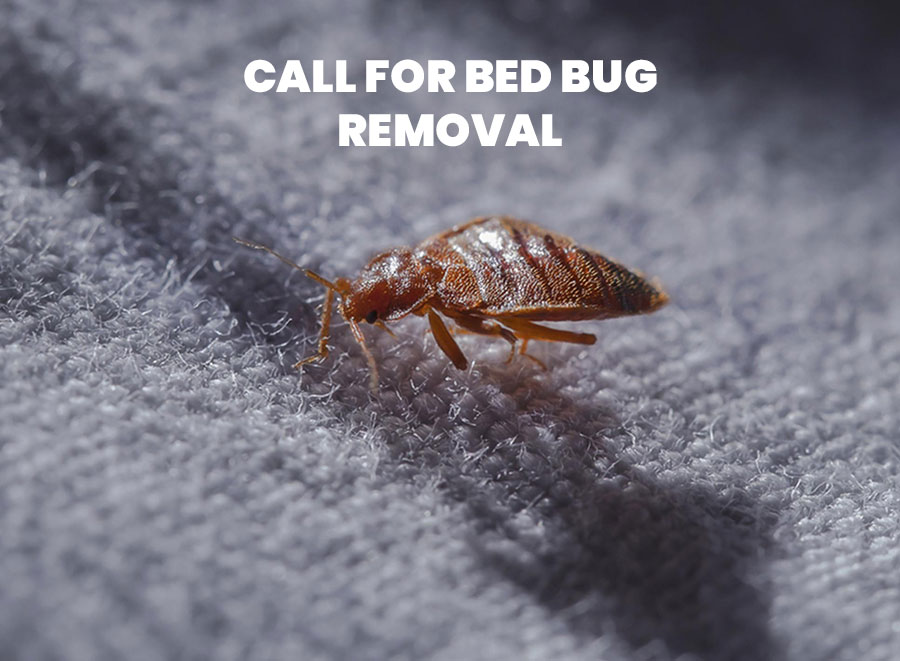 Call for Bed Bug Removal