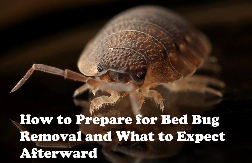 Bed Bug Treatment in Oakville