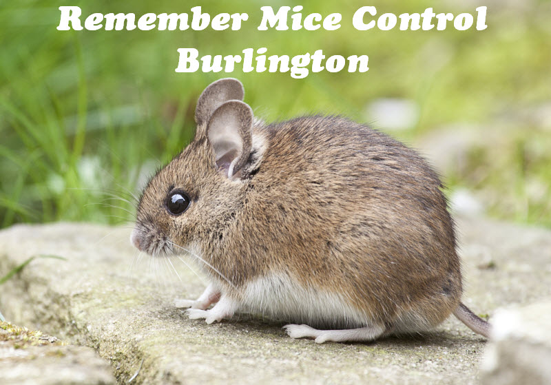 Remember Mice Control Burlington