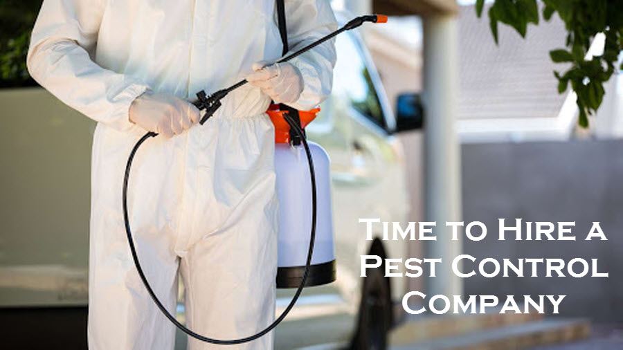 Hire a Pest Control Company