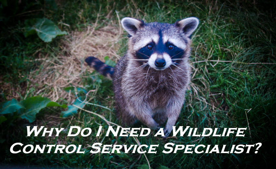 wildlife control