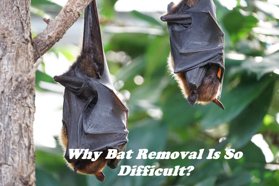 Bat Removal