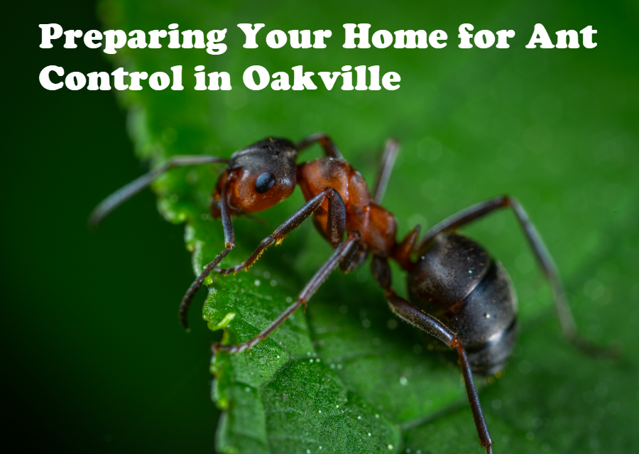 ant control oakville