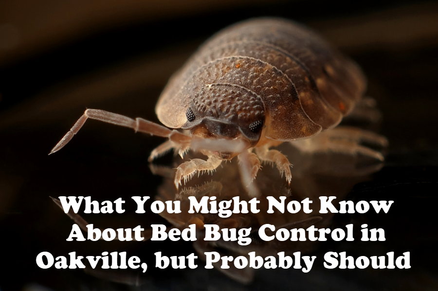 Bed Bug Control in Oakville
