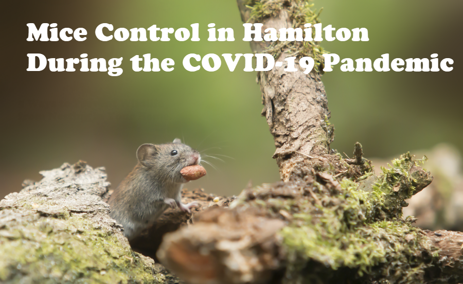 Mice control Hamilton