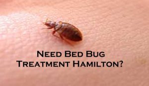 Need Bed Bug Treatment Hamilton?