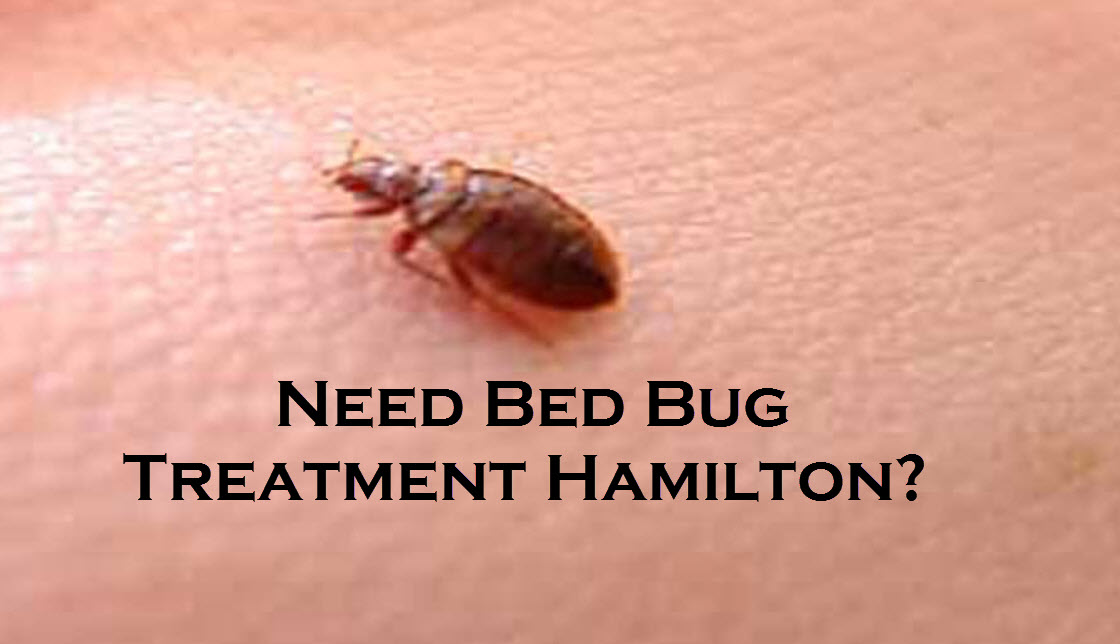 Need Bed Bug Treatment Hamilton?