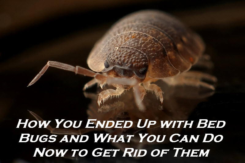 How You Ended Up with Bed Bugs