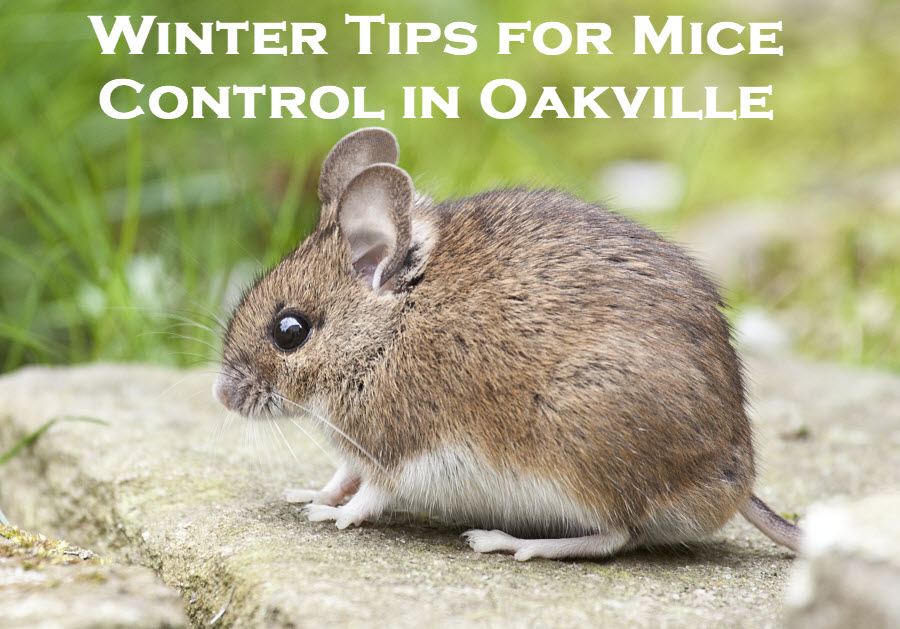 mice control