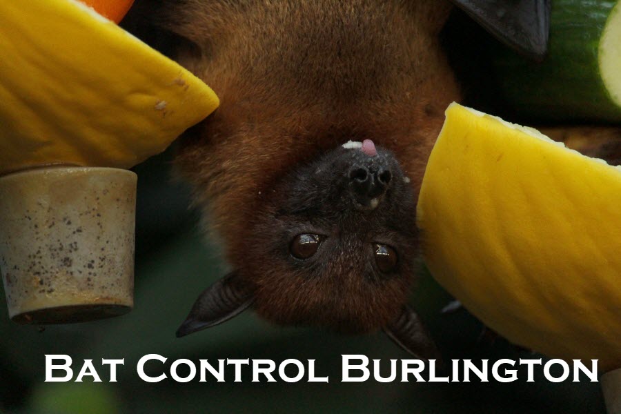 Bat Control