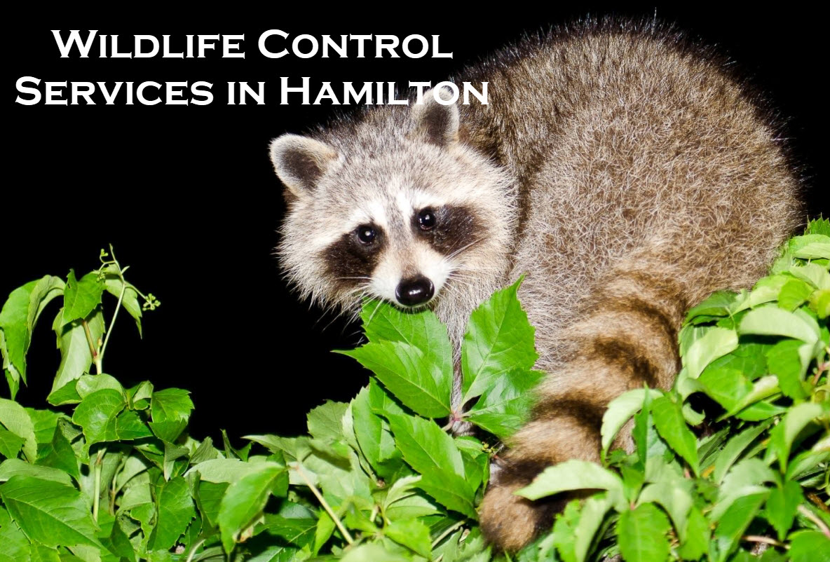 wildlife control