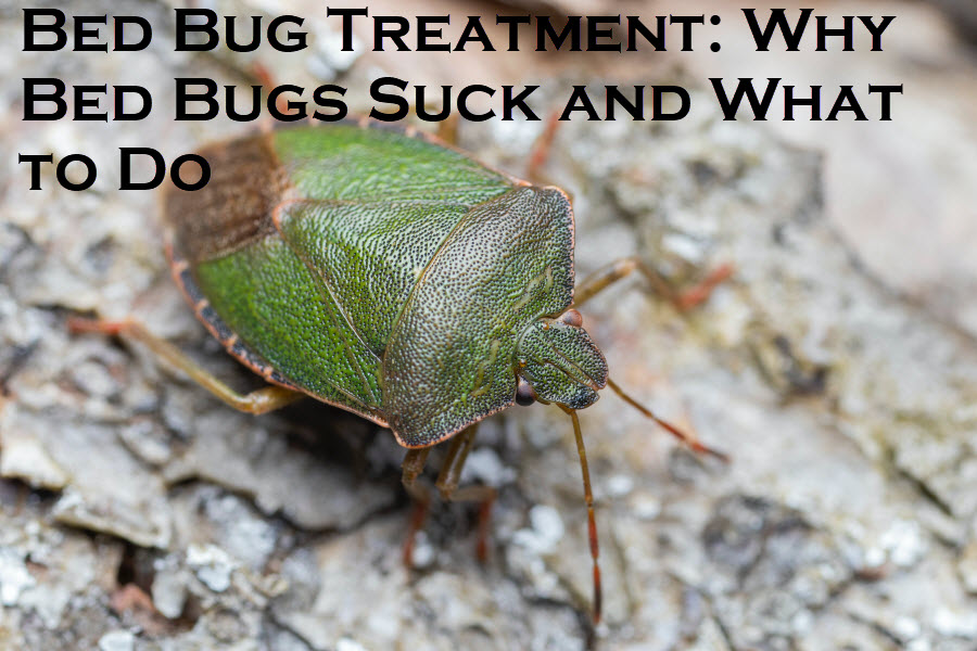 bed bug treatment