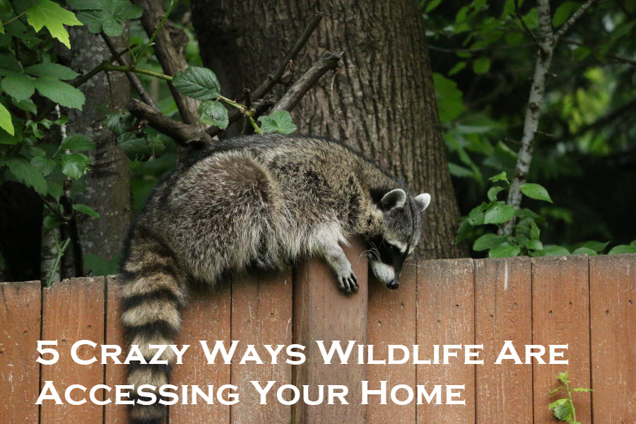 Wildlife Control