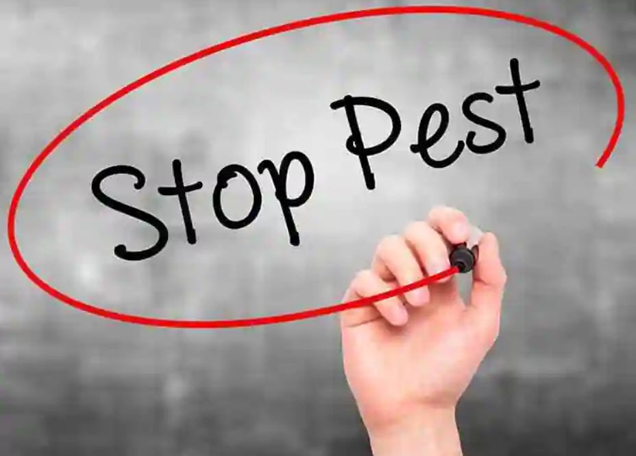 Pest Control Hamilton