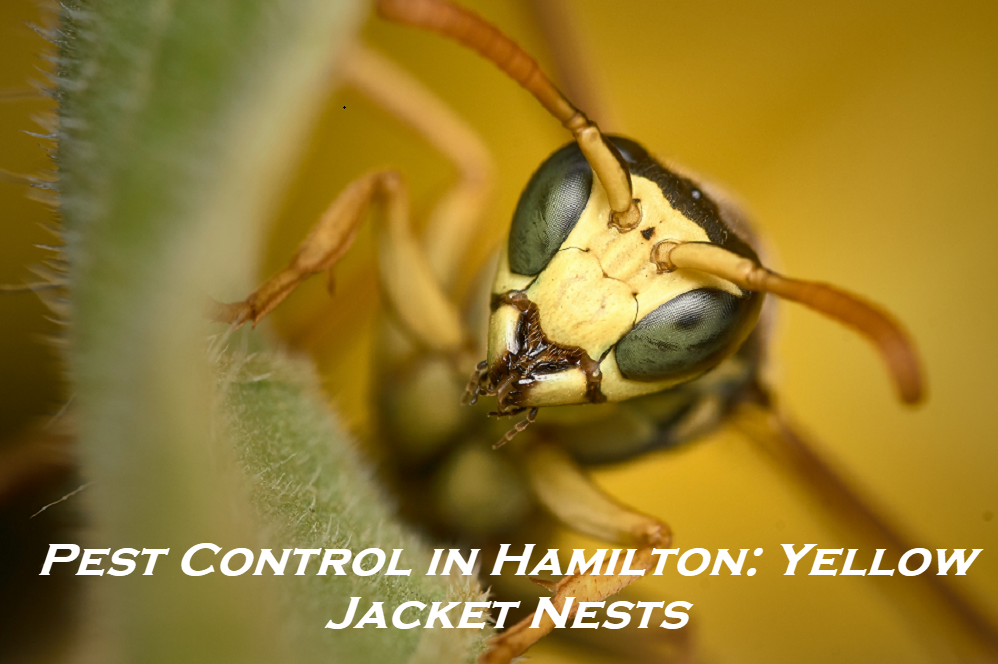 Pest Control in Hamilton