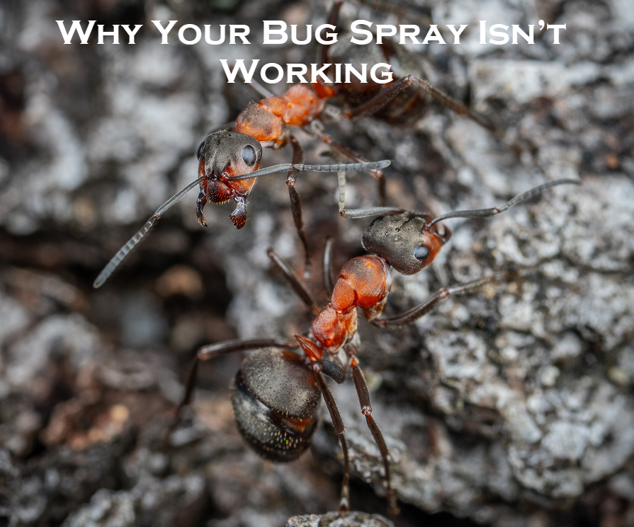 Why Your Bug Spray Isn’t Working