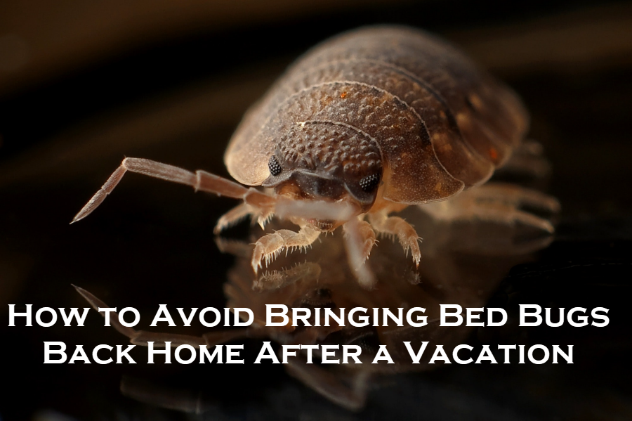 Bed Bugs